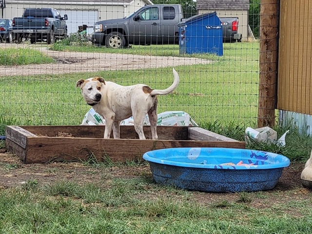 Jasmine, a adult female Terrier / Pit Bull Terrier Mix
