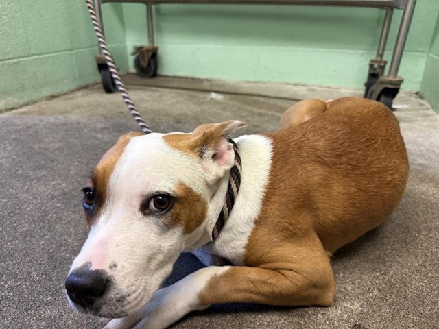 CHEYENNE, a young female Pit Bull Terrier