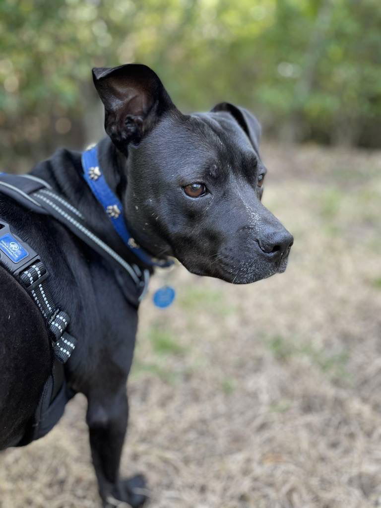 COURTESY POST: Jaxson, a adult male American Bulldog Mix