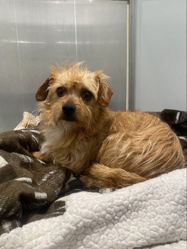 Wesley, a adult male Yorkshire Terrier Yorkie Mix