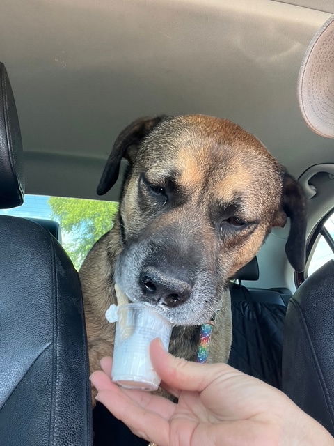 Rosco, a adult male Shepherd Mix