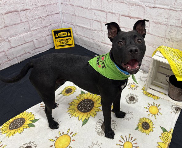 ADIEU, a adult male Labrador Retriever Mix