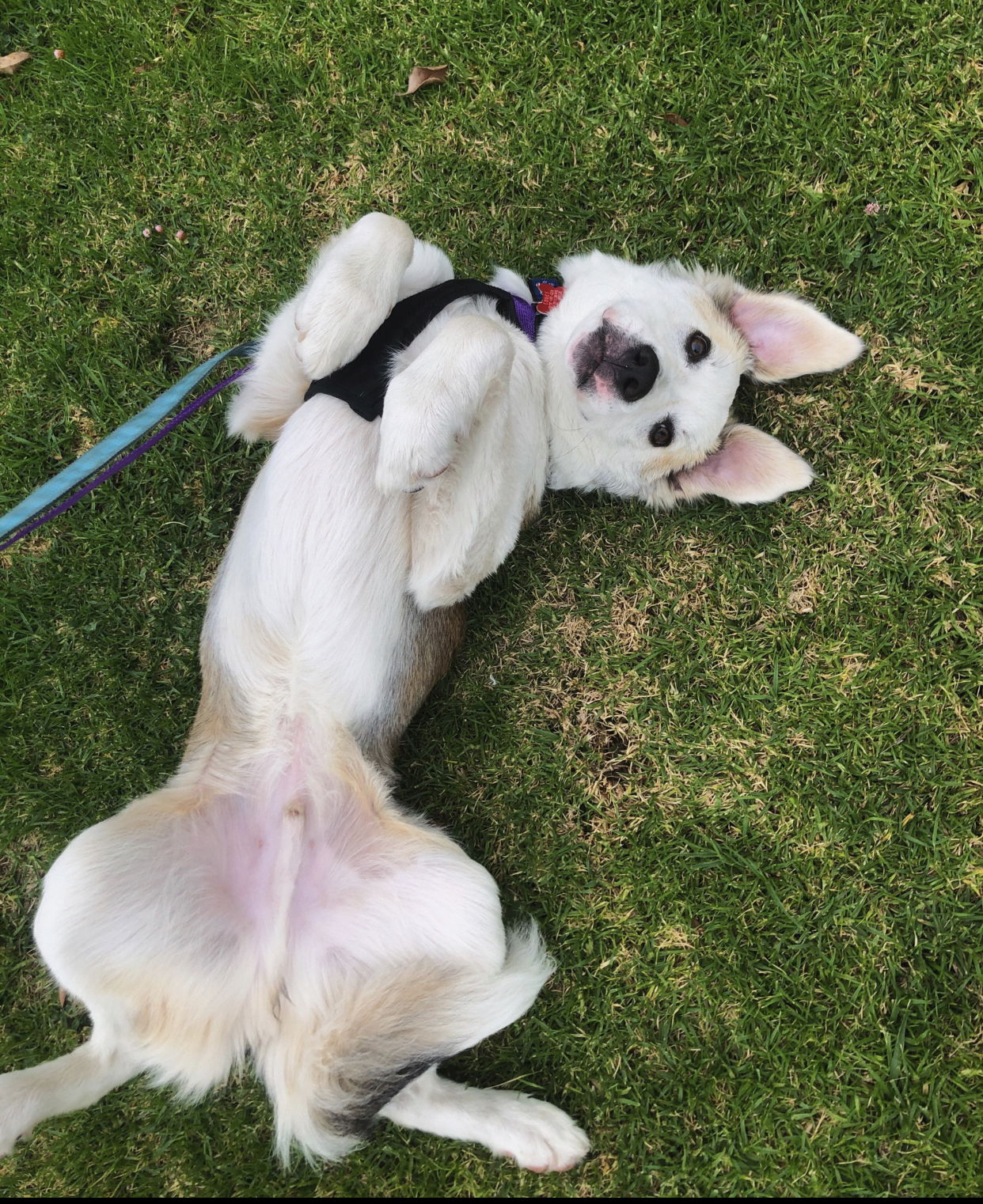 Auggie, a adult male Great Pyrenees Mix