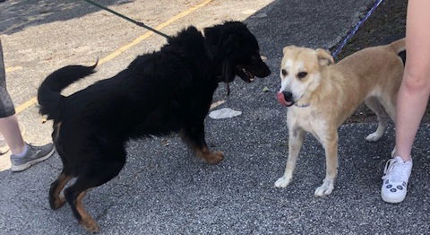 Apollo, a adult male Bernese Mountain Dog / Collie Mix
