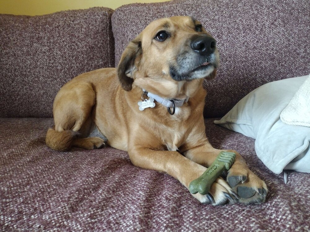 Piper Burton, a adult female Terrier Mix