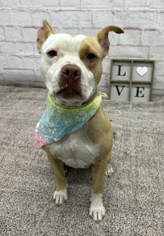 JULIANNE, a adult female Pit Bull Terrier Mix