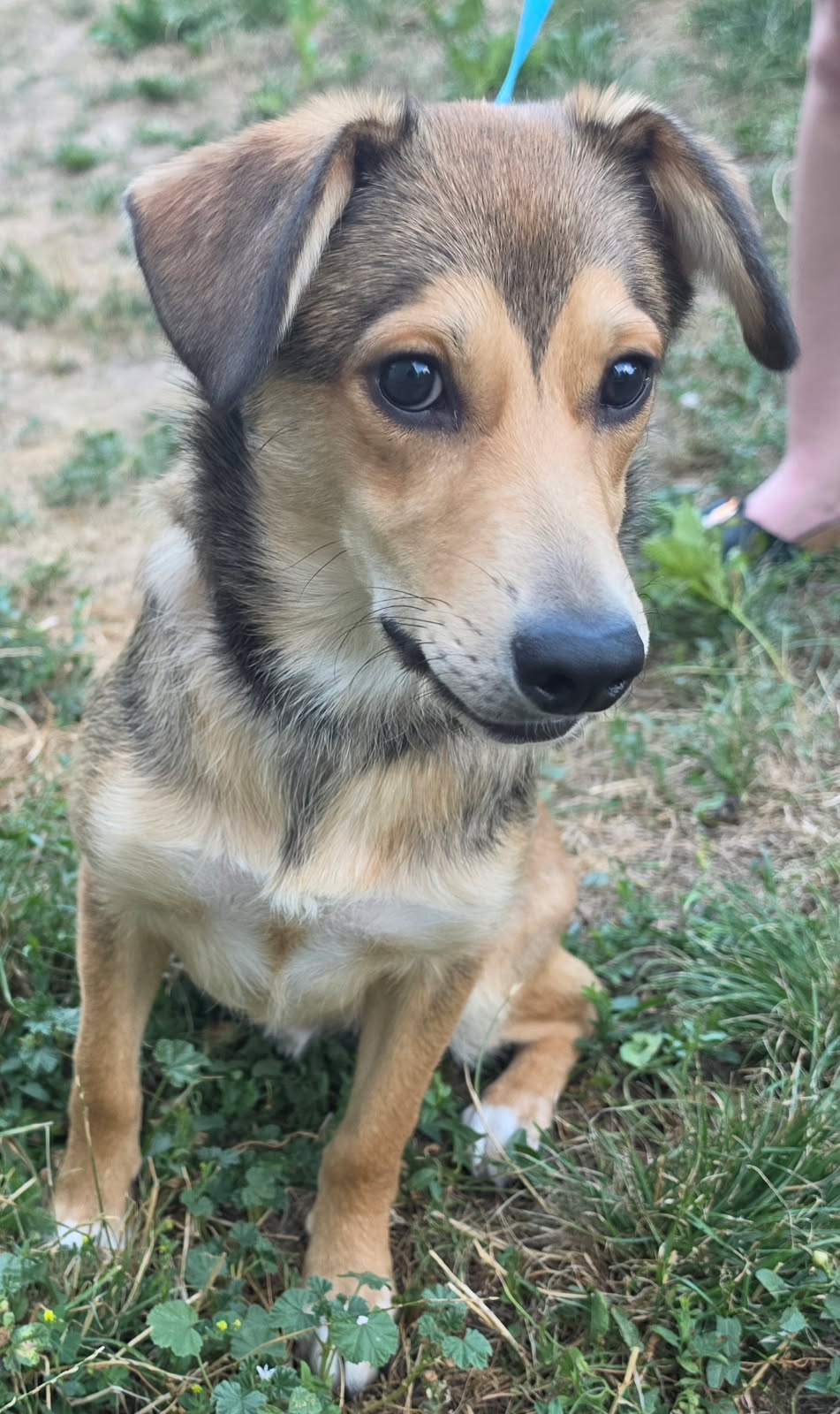 Kit, a adult male Corgi / German Shepherd Dog Mix