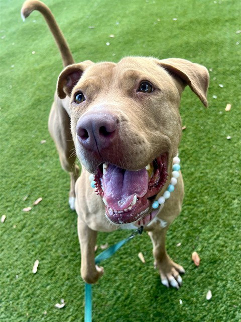 GRACE, a adult female American Bulldog