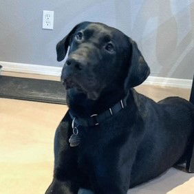 Harry, a adult male Black Labrador Retriever Mix