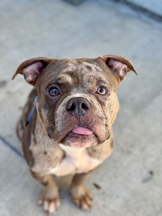 Hoss, a adult male Bulldog Mix