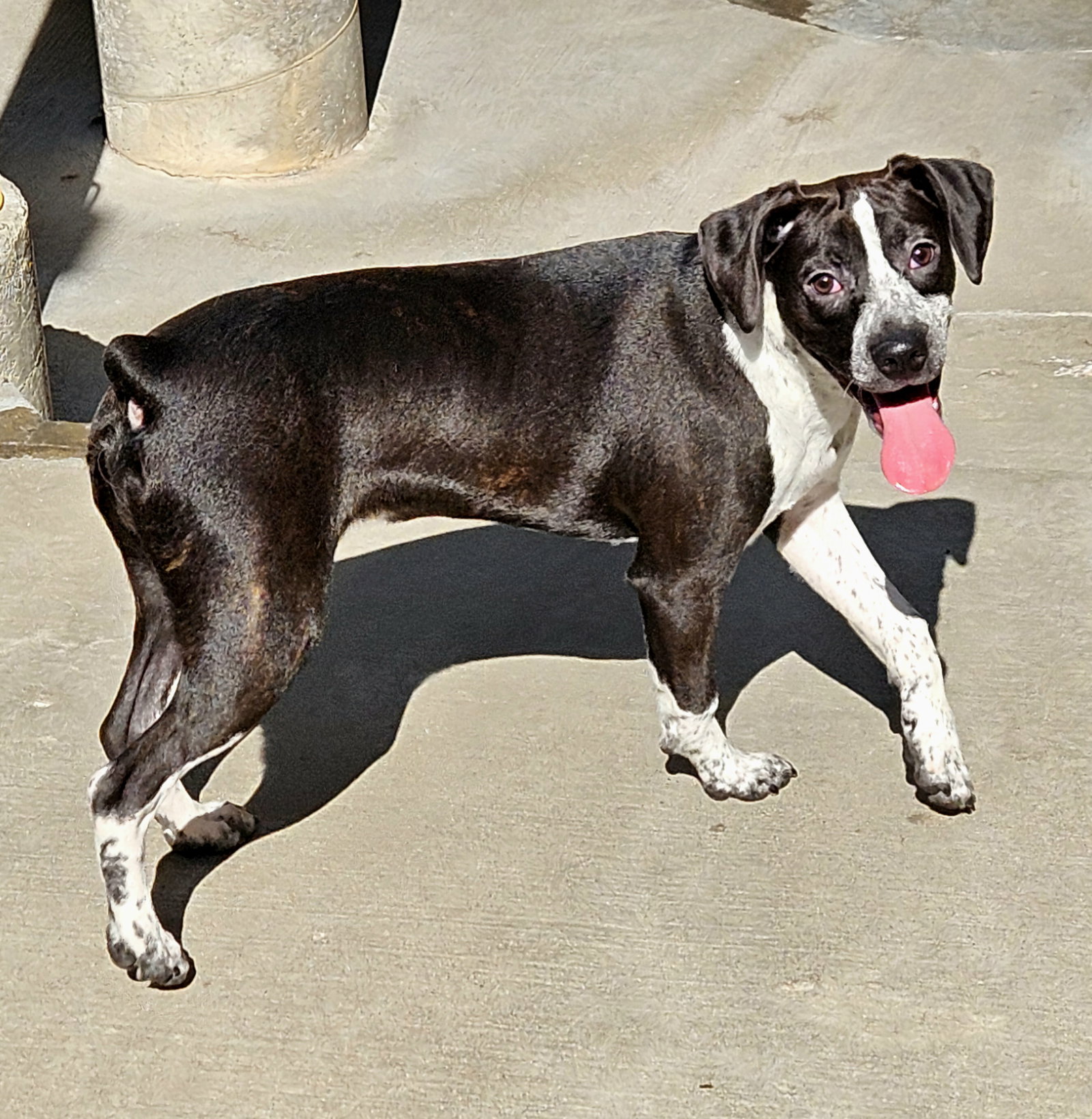 Colby, a baby male Boston Terrier / Boxer Mix