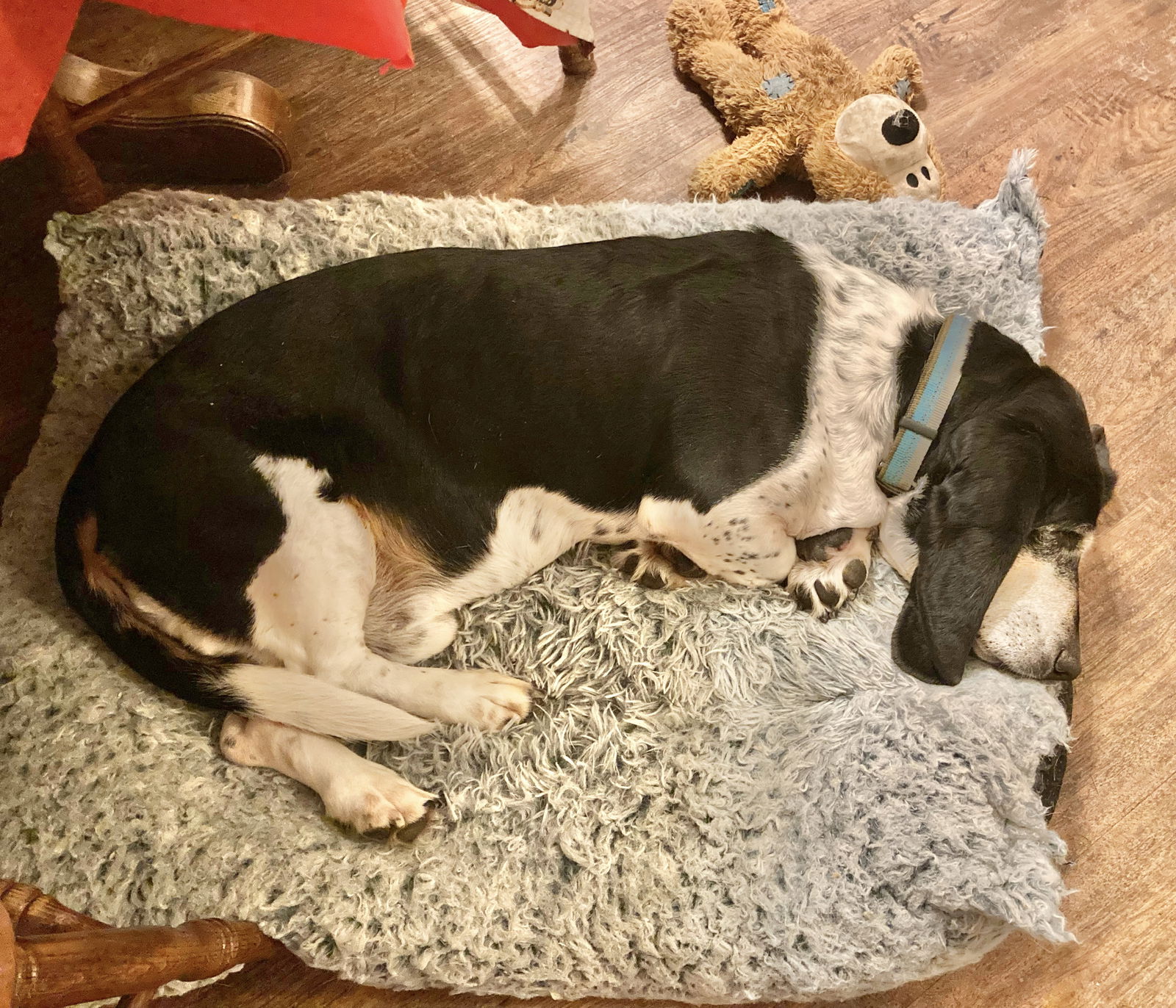 Skeeter, a senior male Basset Hound