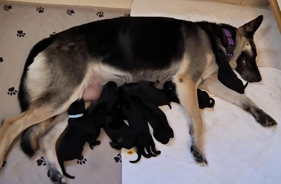Daisy, a adult female German Shepherd Dog