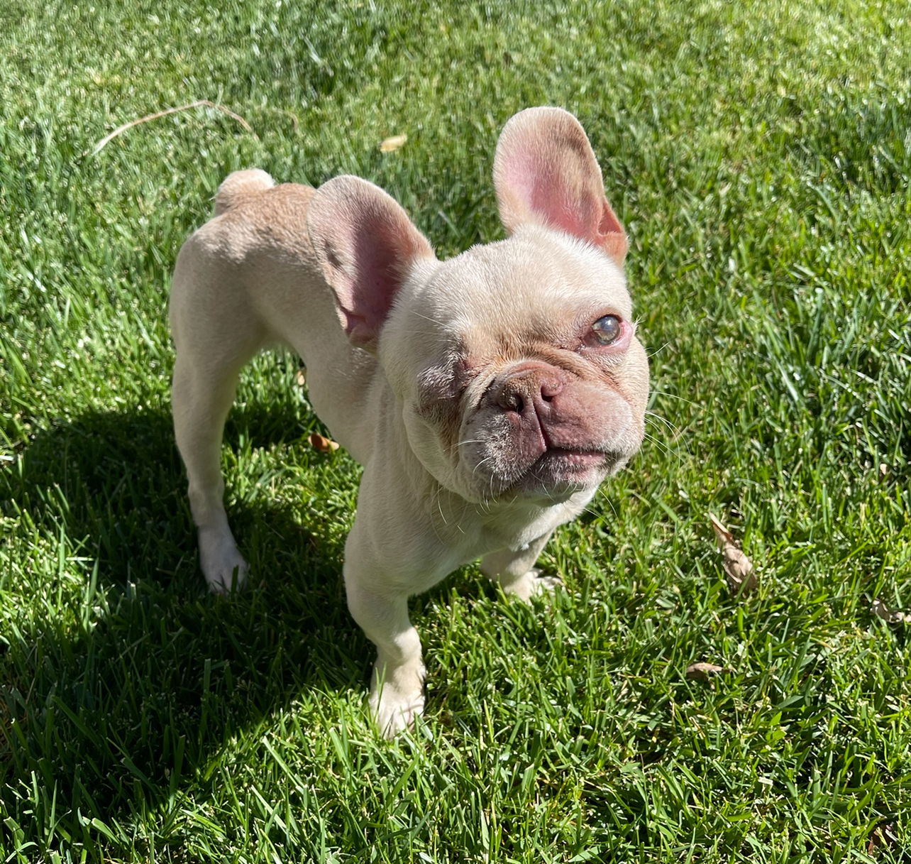 Theo, a baby female French Bulldog