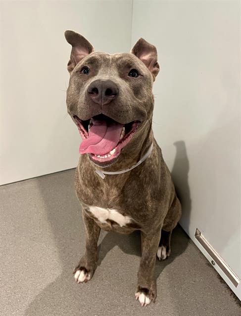 ROQUI, a young male Pit Bull Terrier