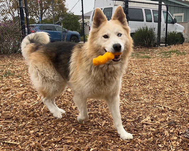 DANTE, a adult male Alaskan Malamute / Siberian Husky Mix