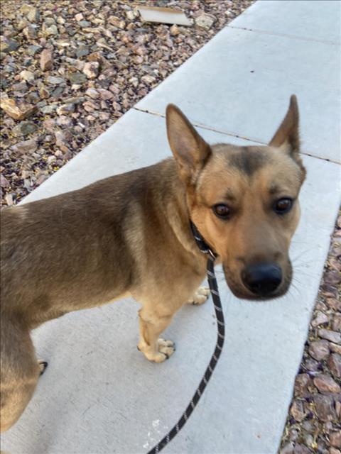 *LUKE, a adult male German Shepherd Dog Mix