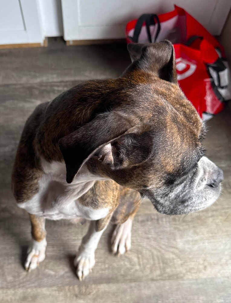 Rocky XII, a adult female Boxer