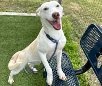 MYLIE, a adult female Husky / Labrador Retriever Mix