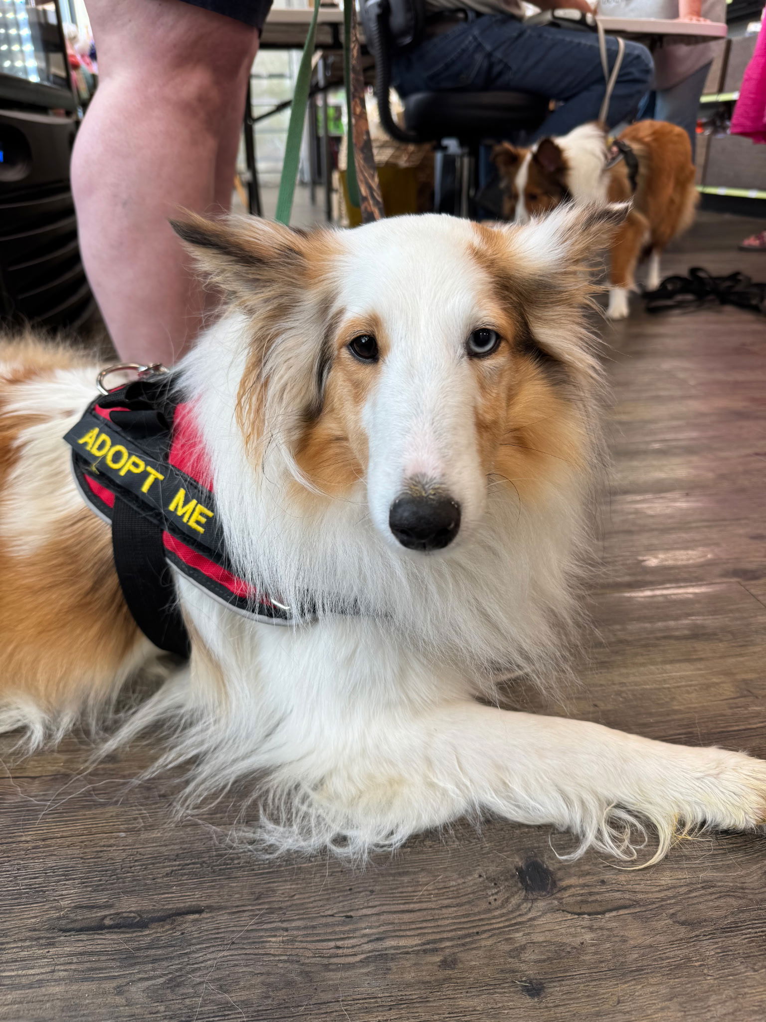 Ryleigh, a adult female Shetland Sheepdog Sheltie
