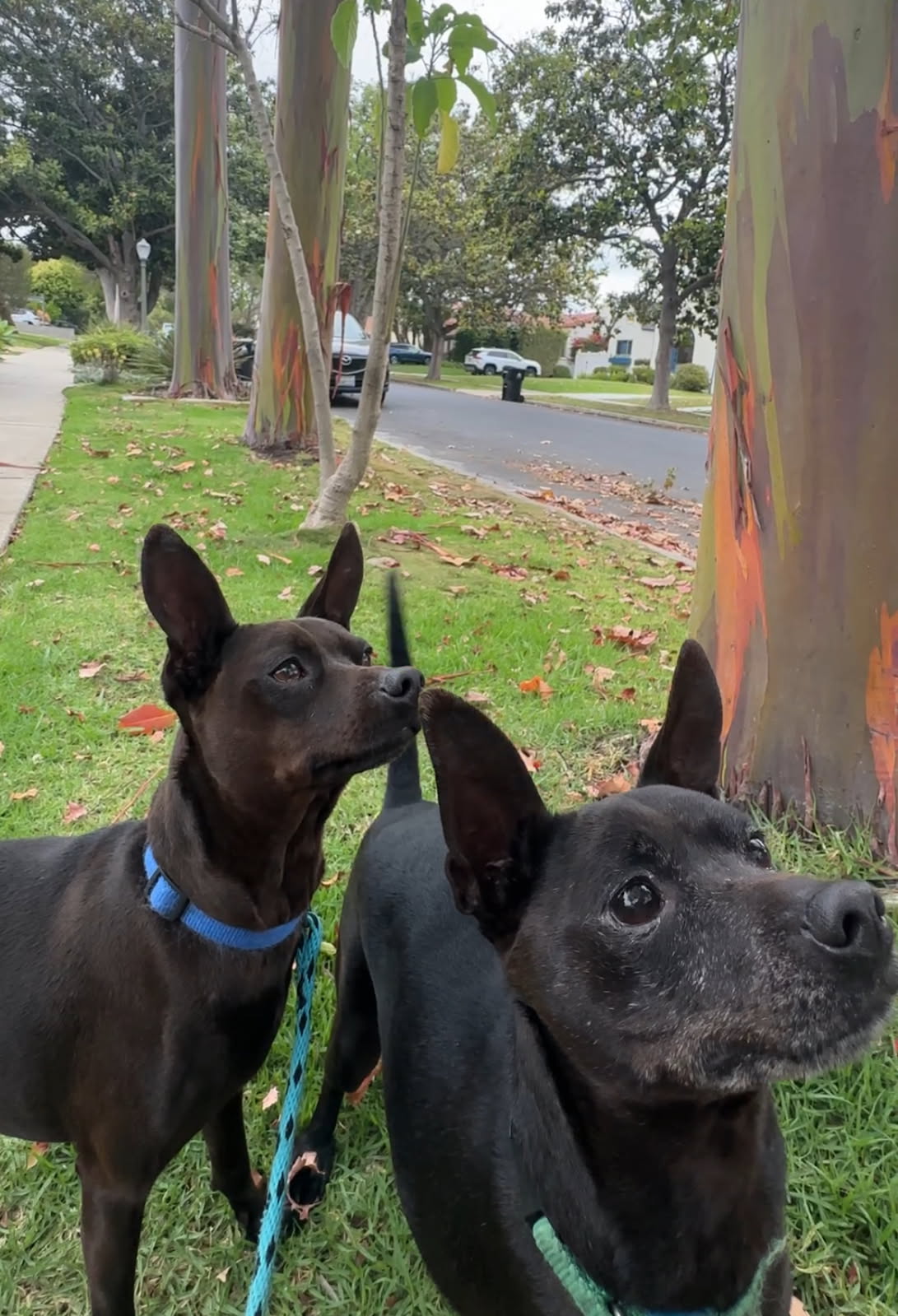 Beckham and Cooper, a adult male Miniature Pinscher Mix