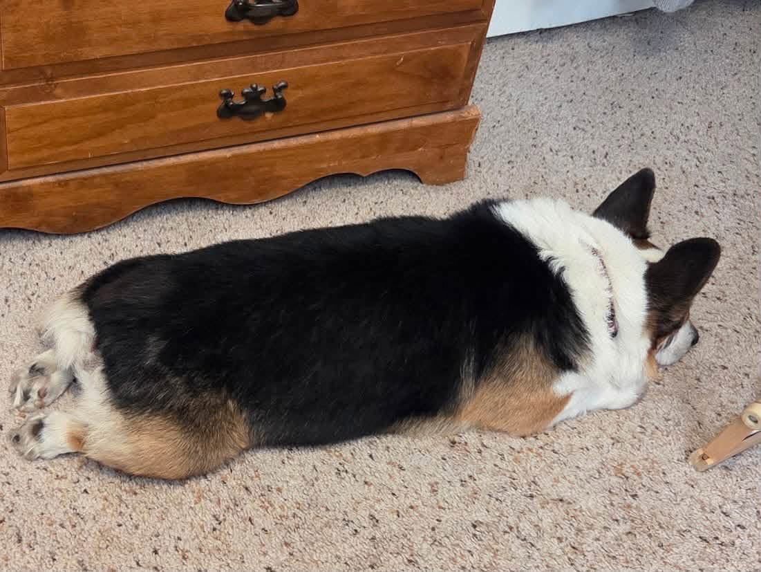 Copper, a adult male Corgi