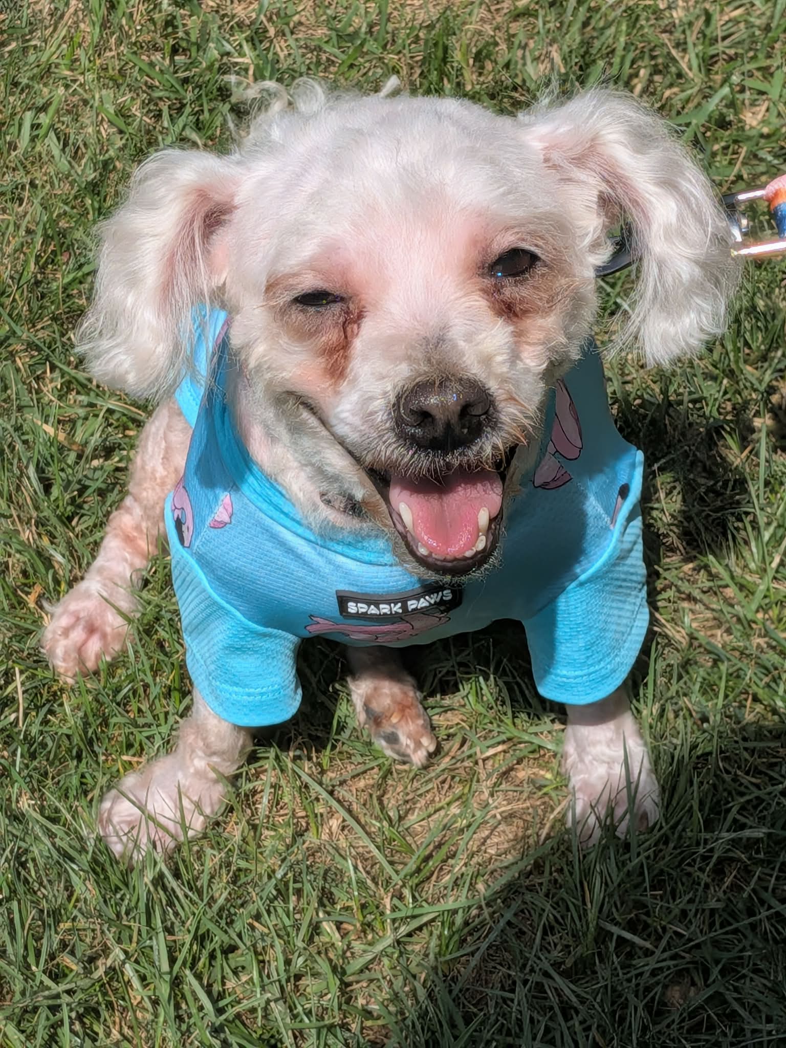 Buffy, a senior female Maltese / Poodle (Miniature) Mix