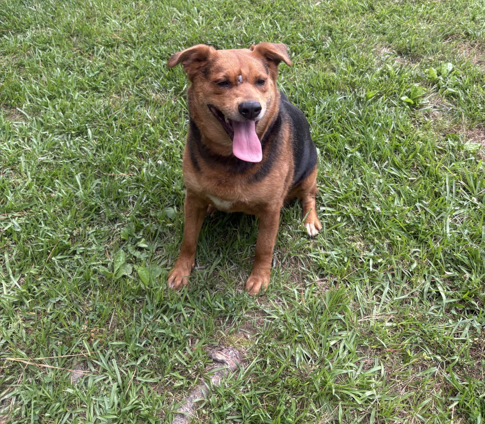 Phoebe Burton, a adult female Terrier Mix