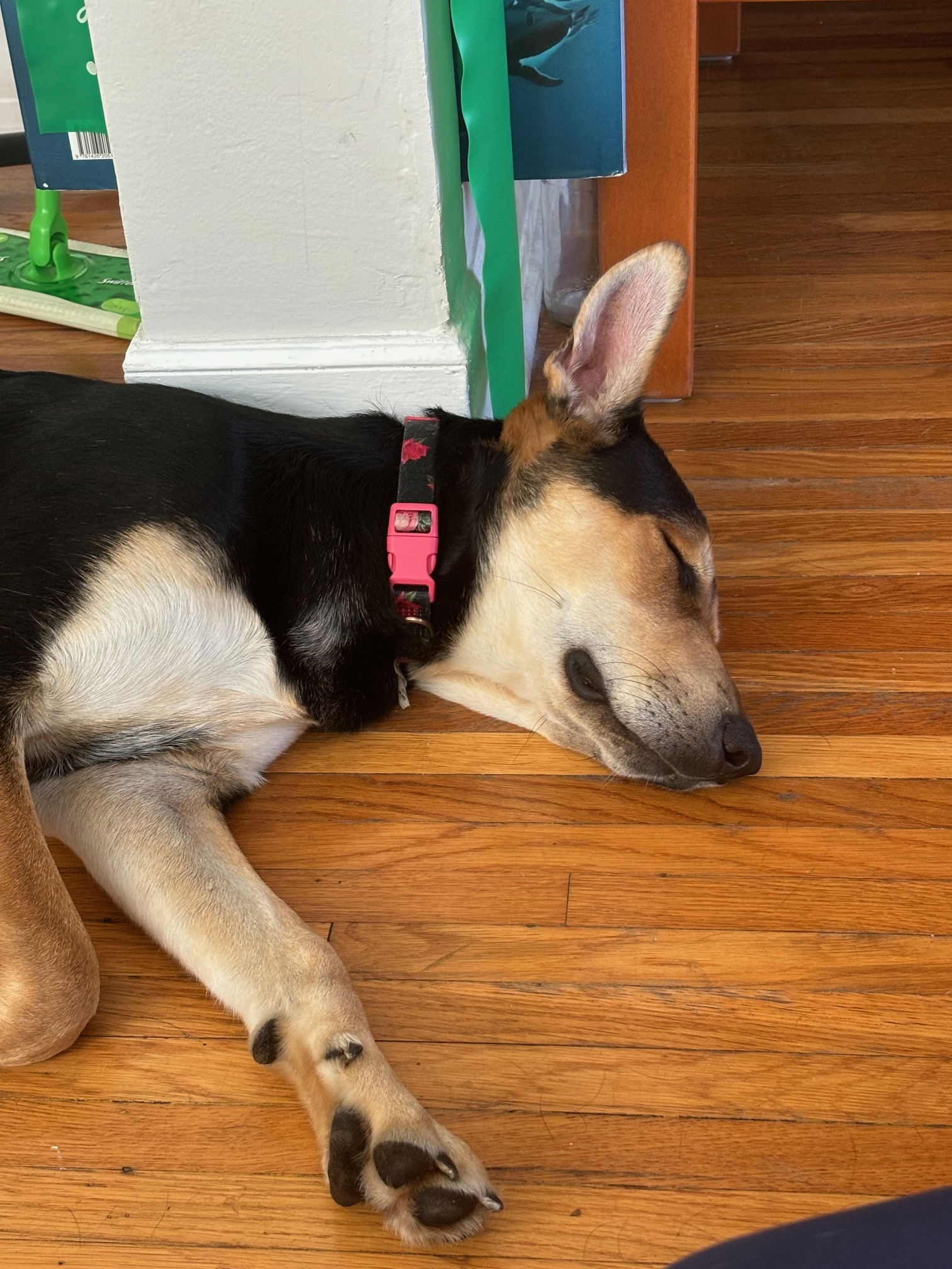 Sully, a young male Hound / Doberman Pinscher Mix
