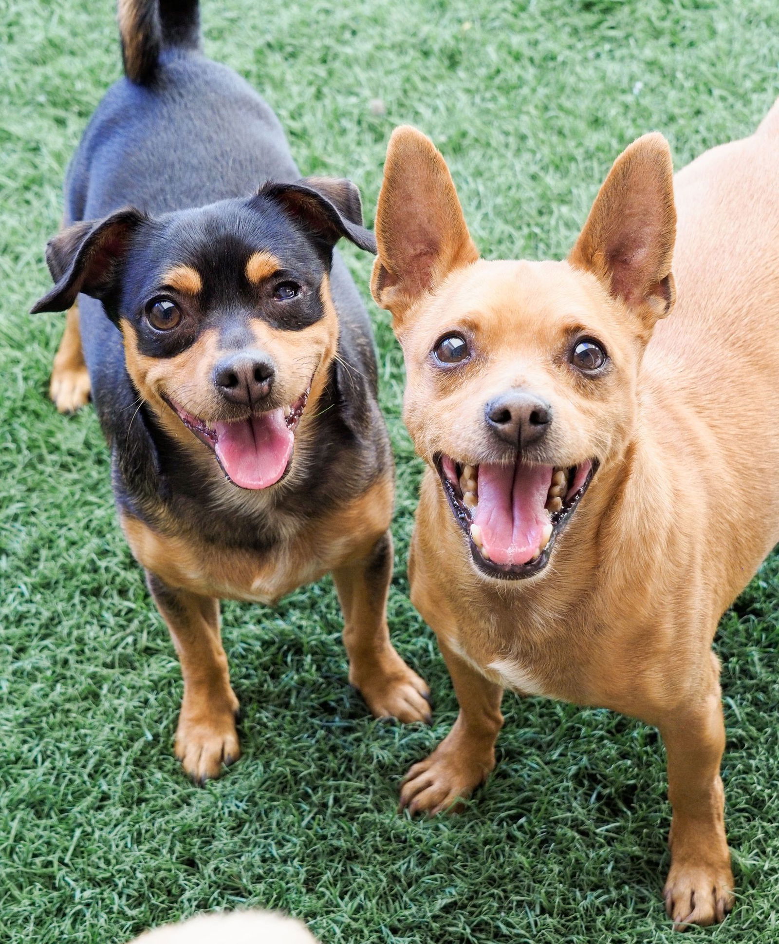 Uno, a young male Chihuahua / Miniature Pinscher Mix