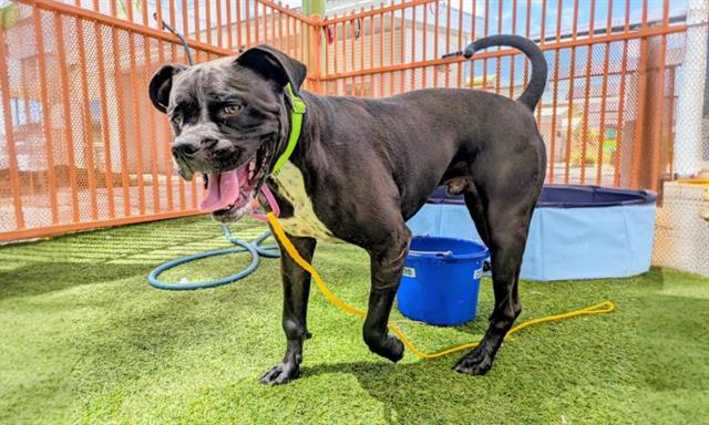RUCUS, a adult male Boxer Mix
