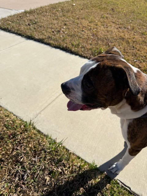 Tiger II, a young male Boxer
