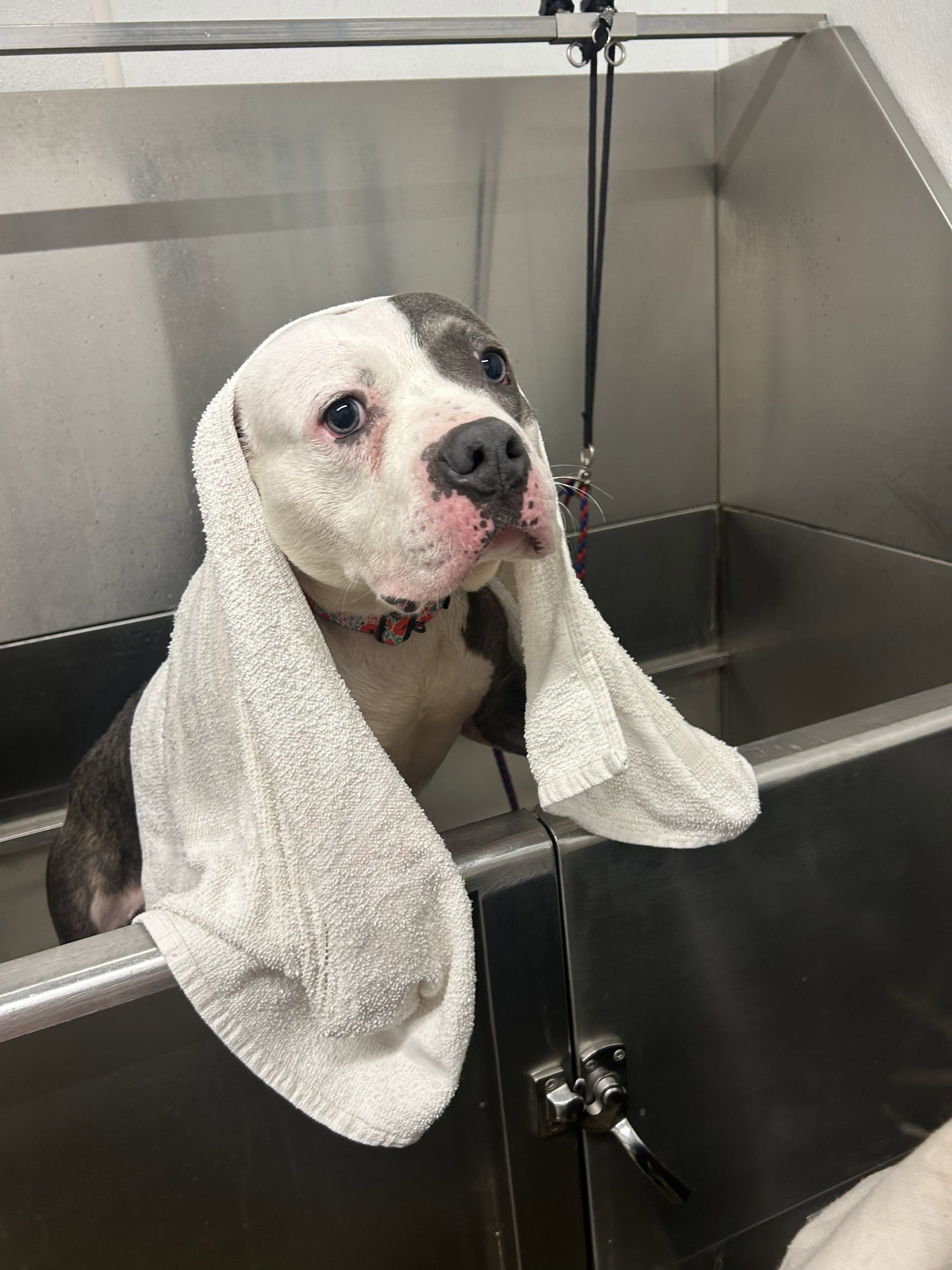 Piglette, a young female Mix