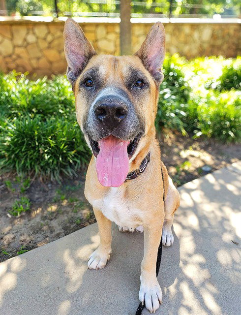 *FREDDIE, a adult male German Shepherd Dog Mix