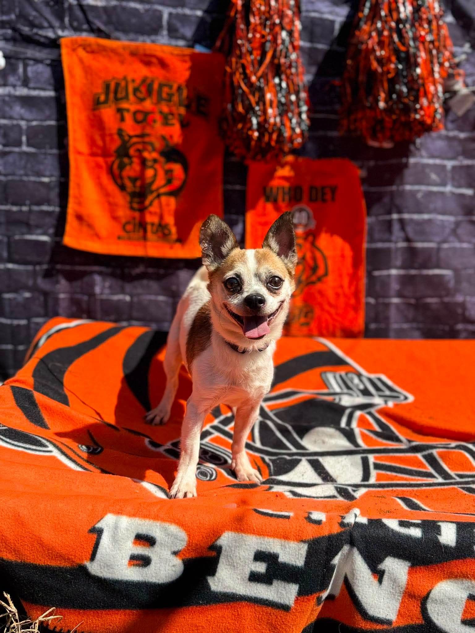 Bugsy, a adult male Chihuahua Mix