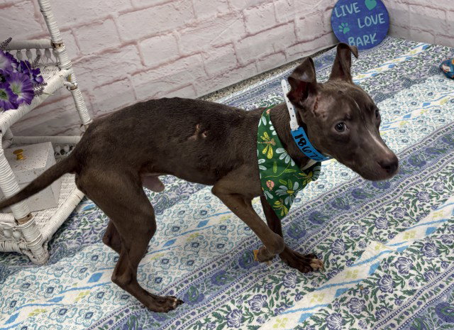 KINGSLEY, a young male Pit Bull Terrier Mix