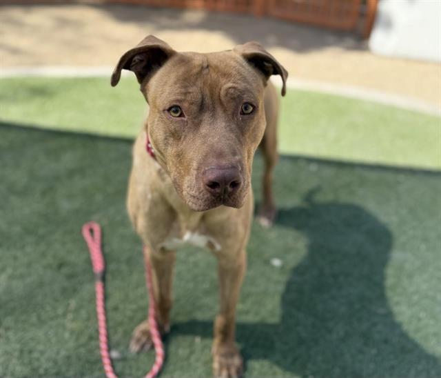 *TIMMY, a adult male Pit Bull Terrier Mix
