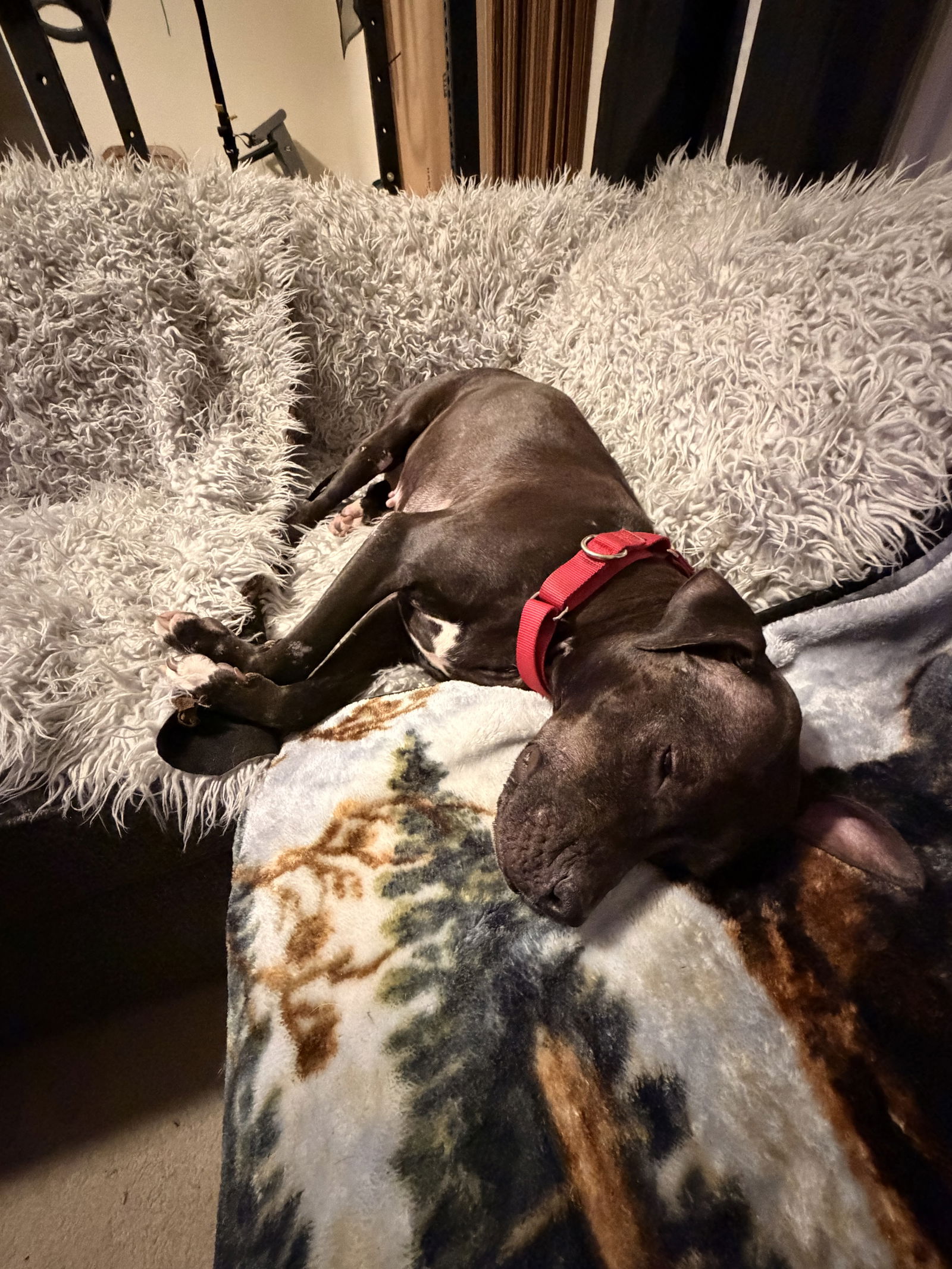 Magnolia (Maggie), a adult female American Staffordshire Terrier / Boxer Mix