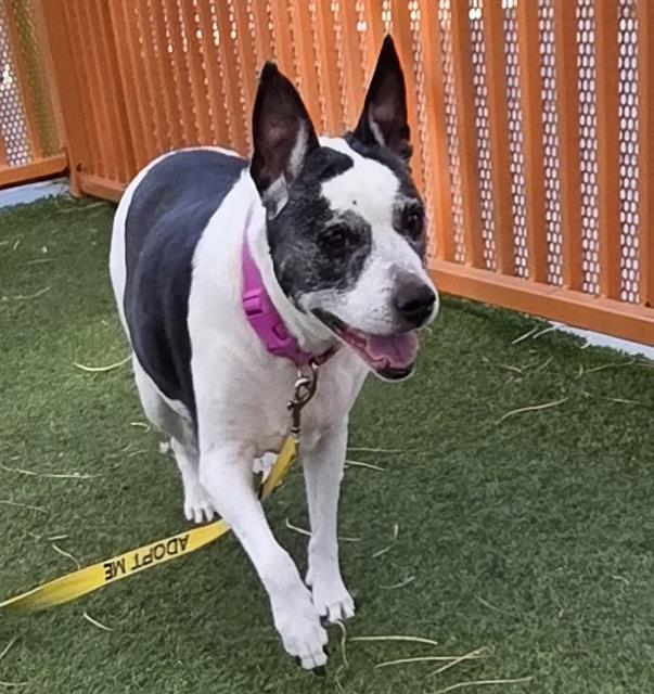 MILLIE, a senior female Pit Bull Terrier Mix