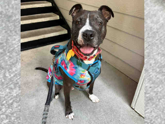 OMAR, a senior male American Pit Bull Terrier / Labrador Retriever Mix