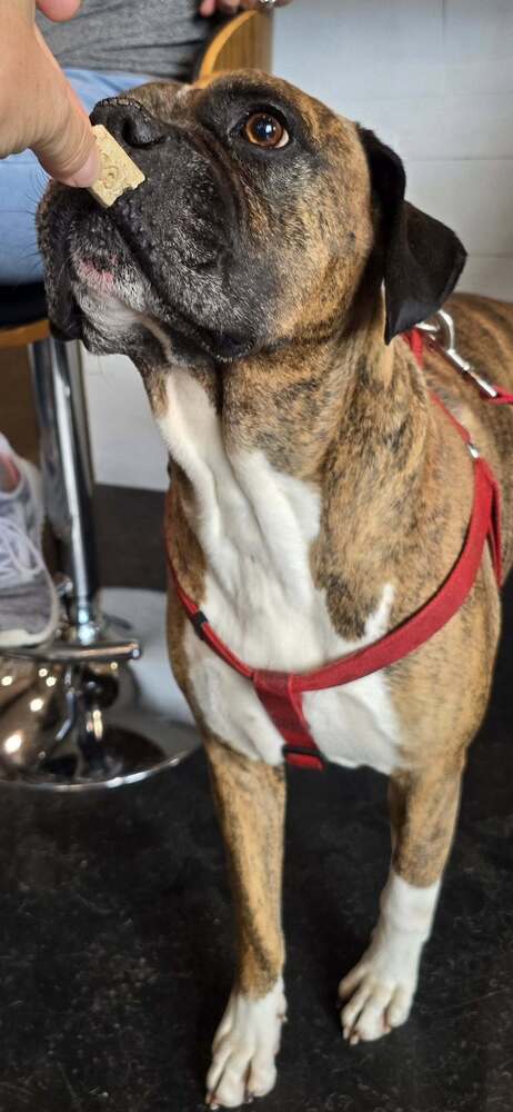 Bruno VII, a senior male Boxer