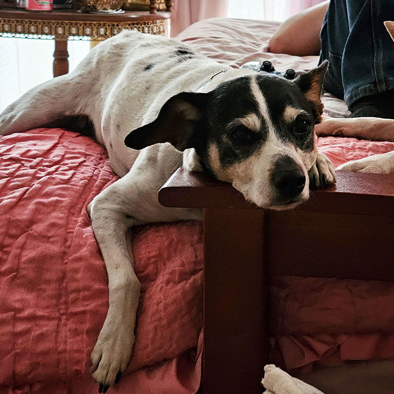 Jax (WA), a adult male Rat Terrier