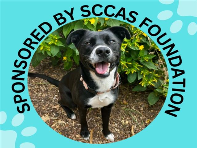 LILITH, a adult female Pit Bull Terrier / Labrador Retriever Mix