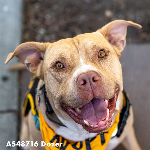 DOZER, a senior male Pit Bull Terrier Mix