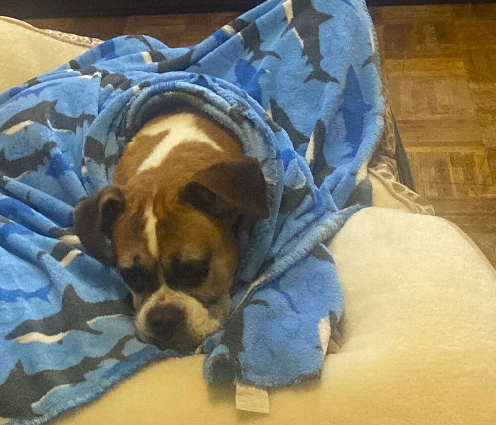 Xena - SIlver Heart, a senior female Boxer
