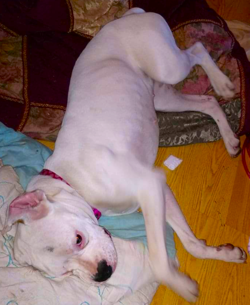 Ryleigh II, a senior female Boxer