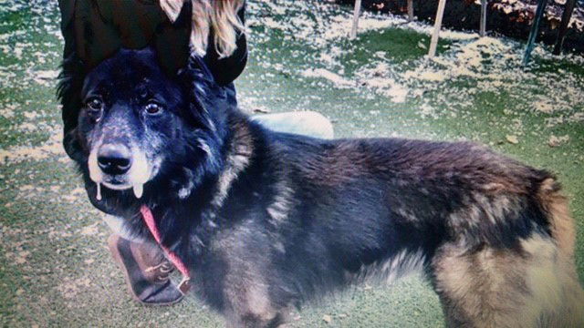 Xander, a adult male Belgian Shepherd Tervuren Mix