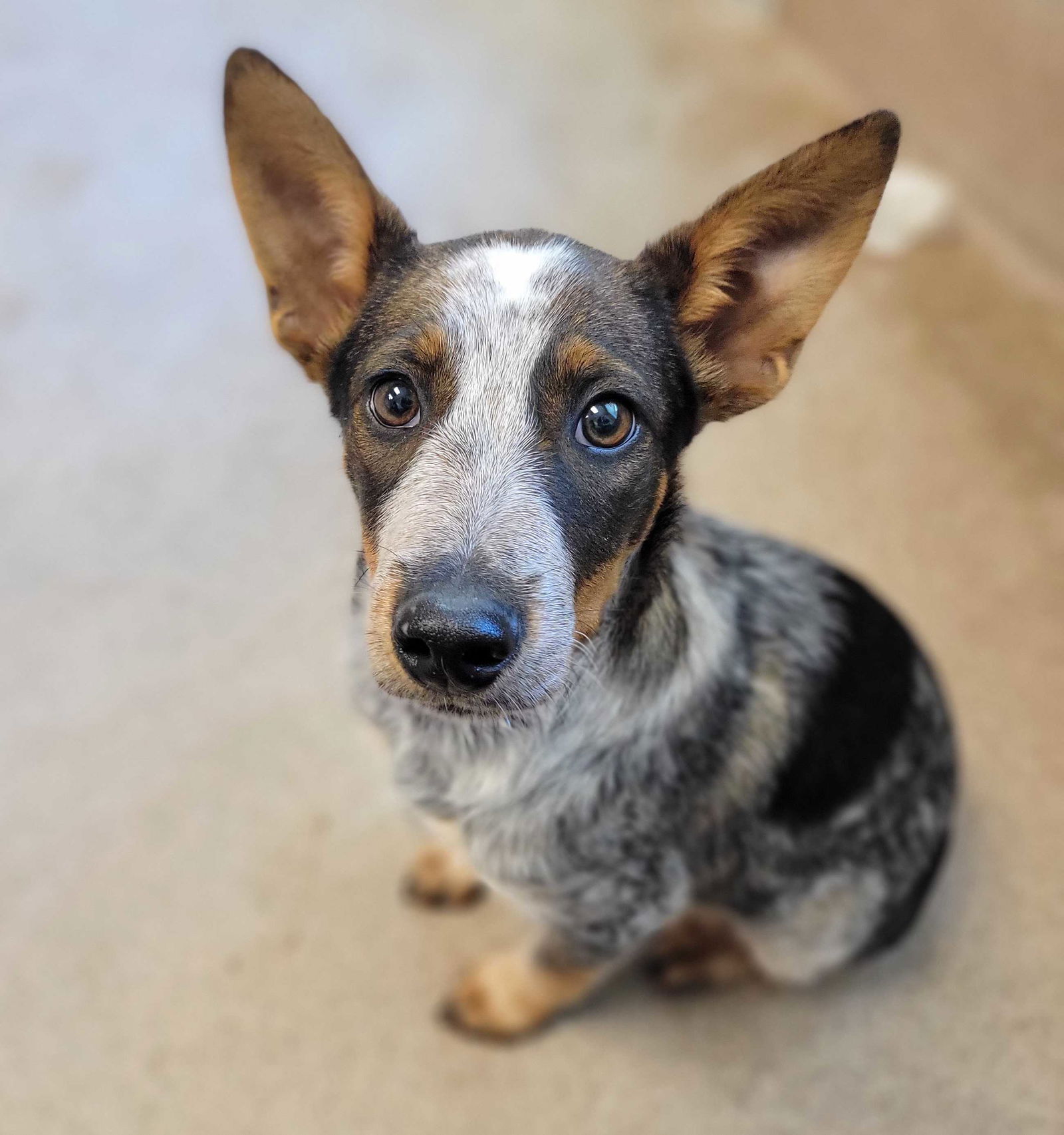 Koa, a adult male Cattle Dog Mix