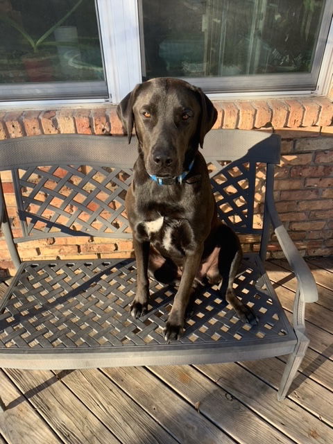 Levi, a adult male Chocolate Labrador Retriever / Labrador Retriever Mix