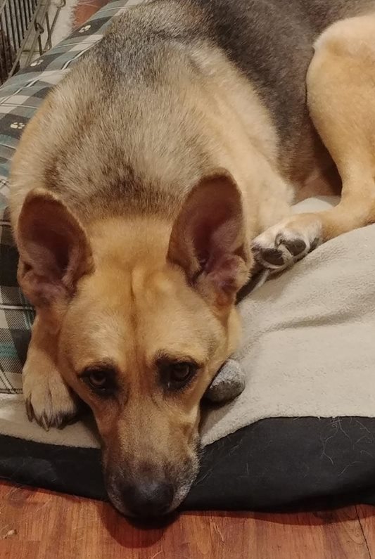 Noel, a adult female German Shepherd Dog Mix
